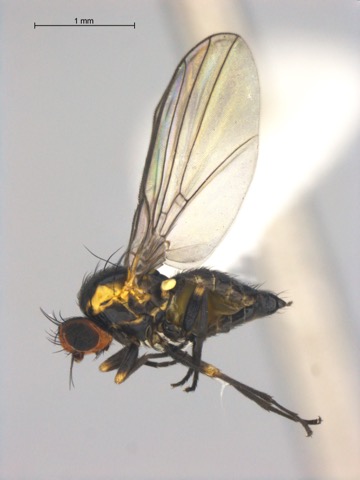 Liriomyza septentrionalis